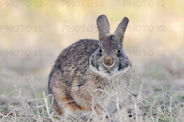 Marsh Rabbit (Sylvilagus palustris paludicola)