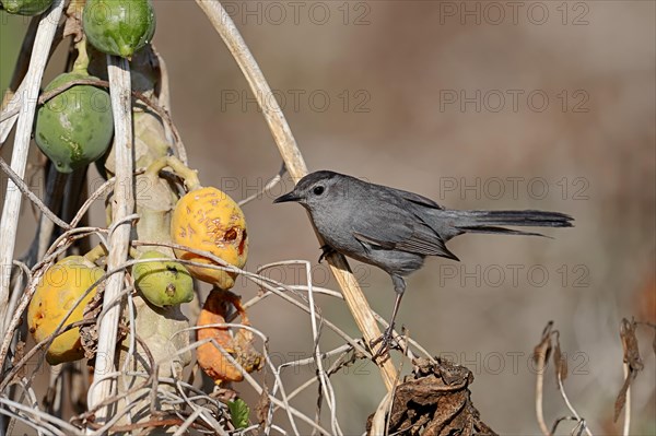 Gray Catbird (Dumetella carolinensis) on a Papaya or Pawpaw Tree (Carica papaya)