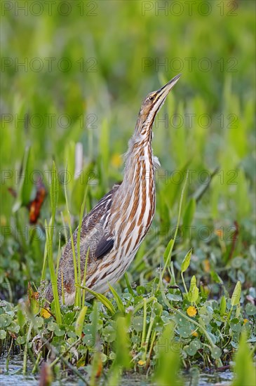 American Bittern (Botaurus lentiginosus)