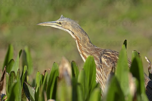 American Bittern (Botaurus lentiginosus)