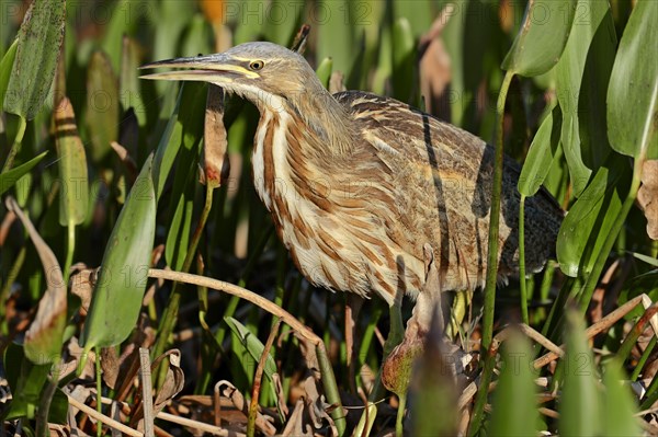 American Bittern (Botaurus lentiginosus)