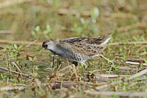 Sora Rail or Sora Crake (Porzana carolina)