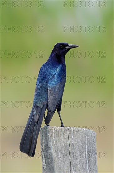 Boat-tailed Grackle (Quiscalus major)