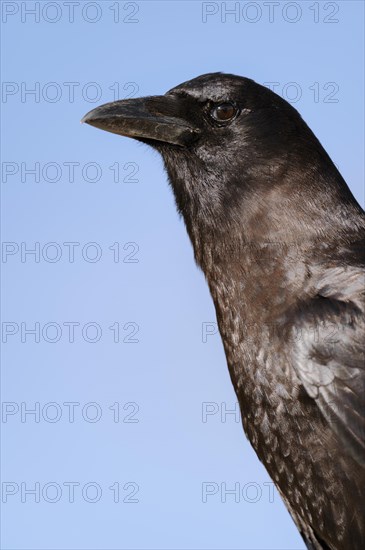 American Crow (Corvus brachyrhynchos)