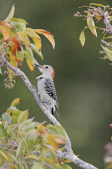 Red-bellied Woodpecker (Melanerpes carolinus)