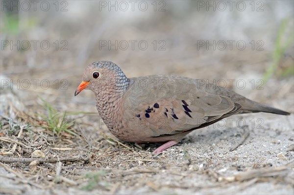 Common Ground Dove (Columbina passerina)