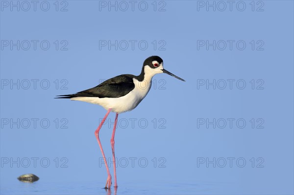 Black-necked Stilt (Himantopus mexicanus)