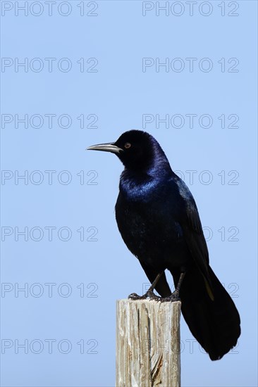 Boat-tailed Grackle (Quiscalus major)