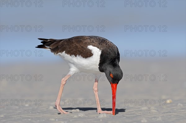 American Oystercatcher or American Pied Oystercatcher (Haematopus palliatus)