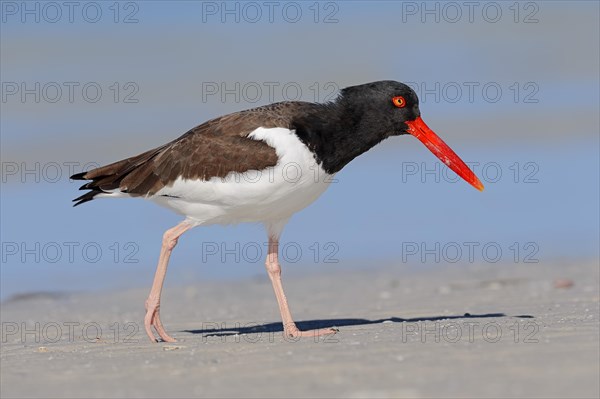 American Oystercatcher or American Pied Oystercatcher (Haematopus palliatus)