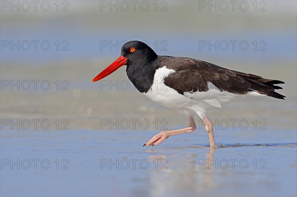 American Oystercatcher or American Pied Oystercatcher (Haematopus palliatus)