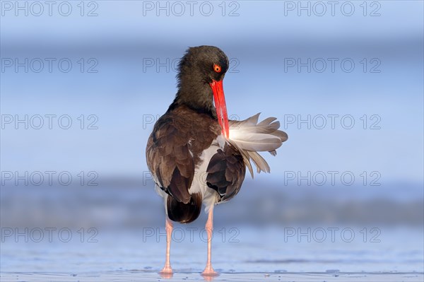 American Oystercatcher or American Pied Oystercatcher (Haematopus palliatus)