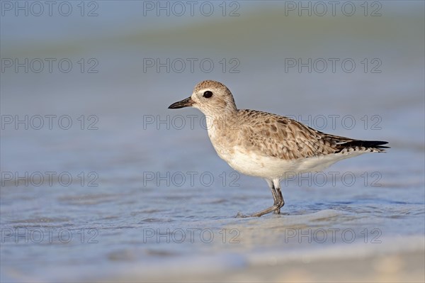 Grey Plover (Pluvialis squatarola) in winter plumage