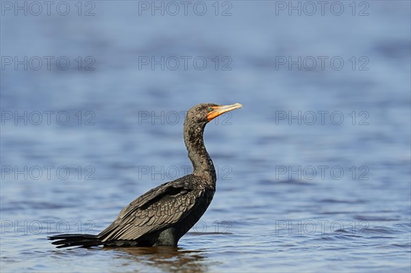 Double-crested Cormorant (Phalacrocorax auritus) standing in water