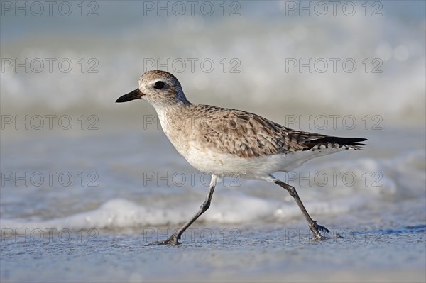 Grey Plover (Pluvialis squatarola) in winter plumage