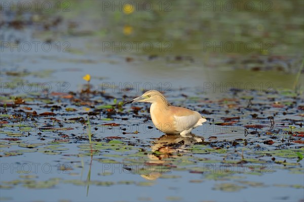 Squacco Heron (Ardeola ralloides)