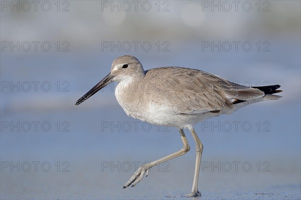 Willet (Tringa semipalmata