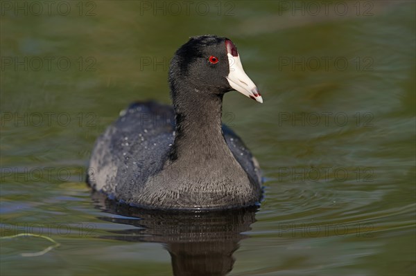 American Coot or Mud Hen (Fulica americana)