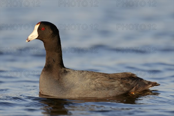 American Coot or Mud Hen (Fulica americana)