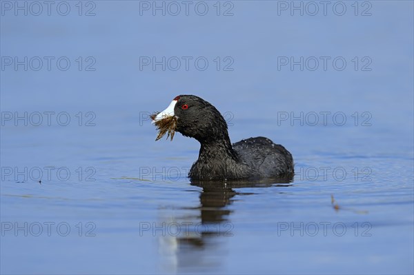 American Coot or Mud Hen (Fulica americana)