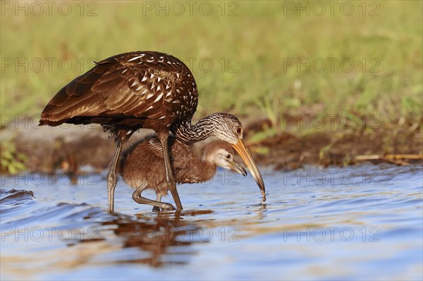 Limpkin (Aramus guarauna pictus) with a chick