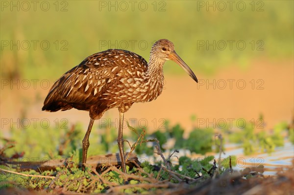 Limpkin (Aramus guarauna pictus)