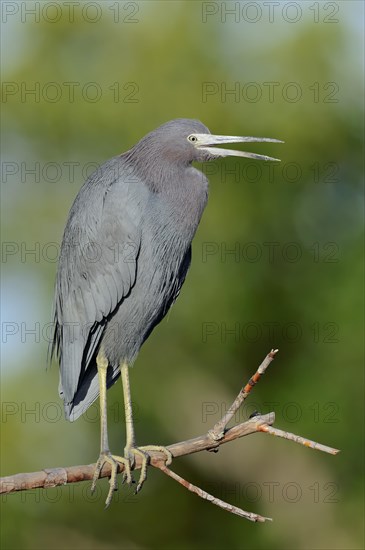 Little Blue Heron (Egretta caerulea)