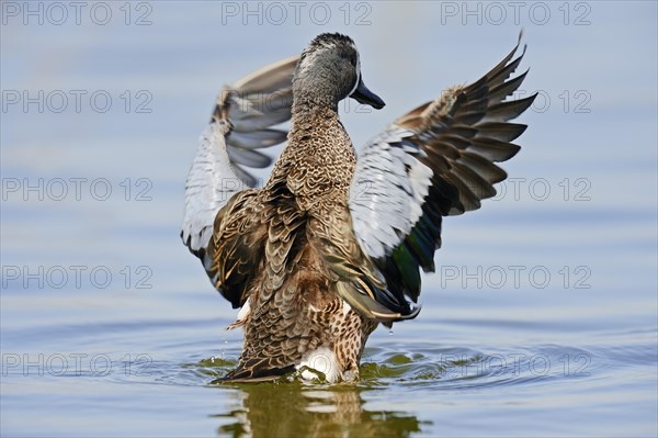 Blue-winged Teal (Anas discors)