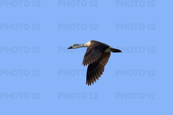 Knob-billed Duck (Sarkidiornis melanotos)