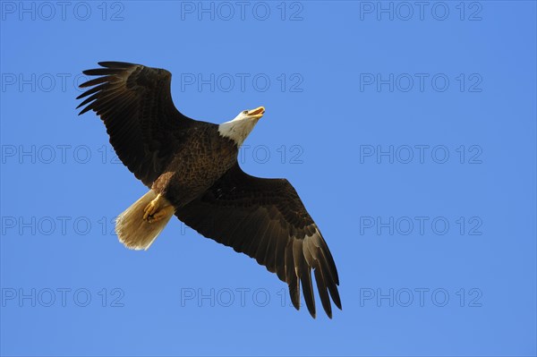 Bald Eagle (Haliaeetus leucocephalus) in flight