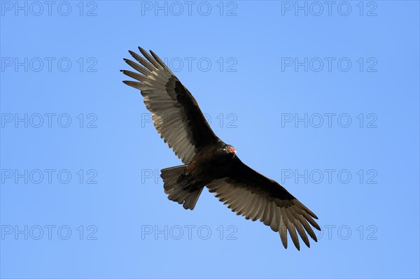 Turkey Vulture or Turkey Buzzard (Cathartes aura) in flight