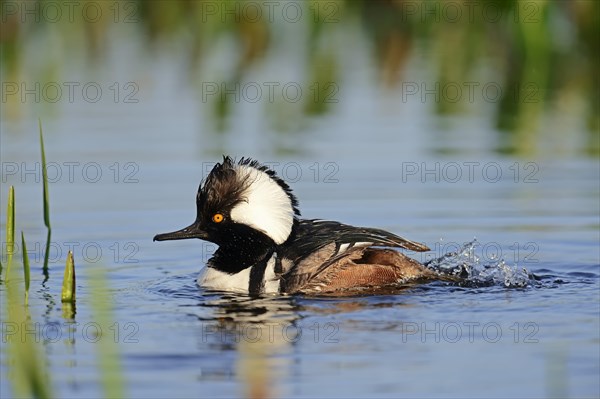 Hooded Merganser (Lophodytes cucullatus