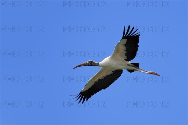 Wood Stork (Mycteria americana) in flight