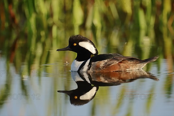 Hooded Merganser (Lophodytes cucullatus