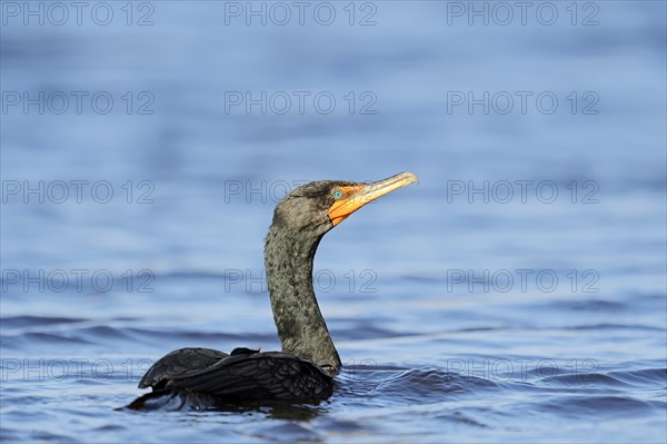 Double-crested Cormorant (Phalacrocorax auritus)