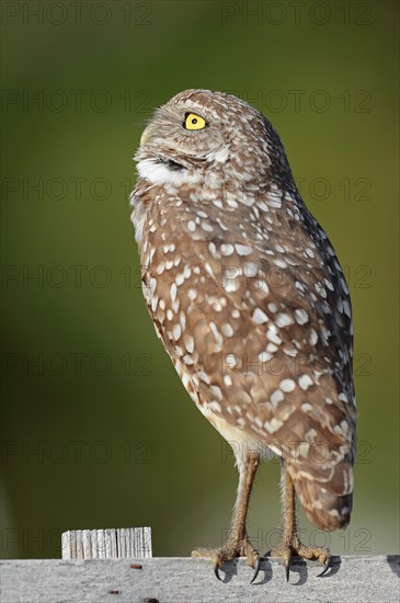 Burrowing Owl (Speotyto cunicularia