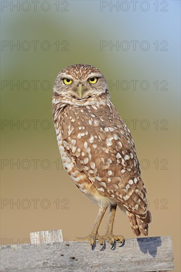 Burrowing Owl (Speotyto cunicularia