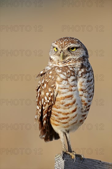 Burrowing Owl (Speotyto cunicularia