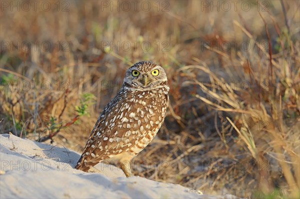 Burrowing Owl (Speotyto cunicularia