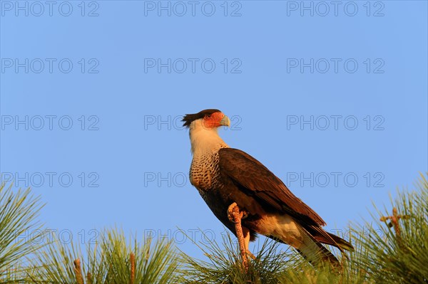 Southern Crested Caracara or Carancho (Polyborus plancus)