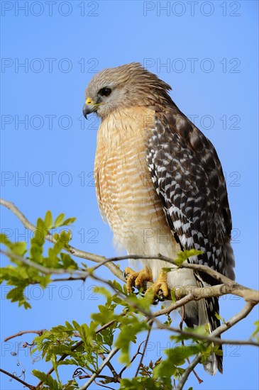 Red-shouldered Hawk (Buteo lineatus)