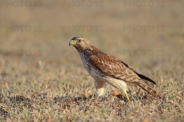 Red-shouldered Hawk (Buteo lineatus)