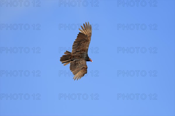 Turkey Vulture or Turkey Buzzard (Cathartes aura) in flight