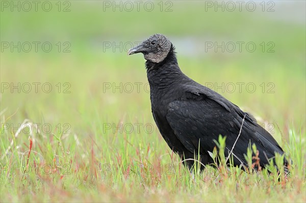 Black Vulture (Coragyps atratus)