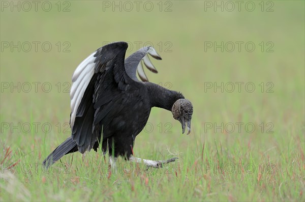 Black Vulture (Coragyps atratus)