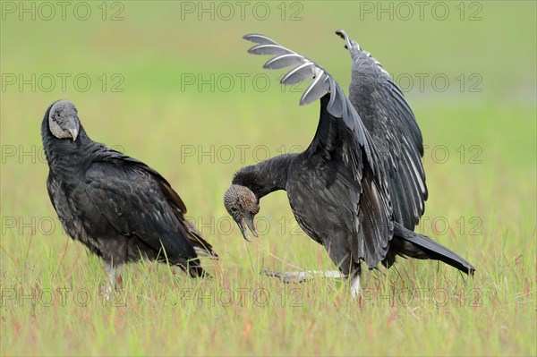 Black Vultures (Coragyps atratus)