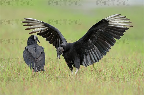 Black Vultures (Coragyps atratus)