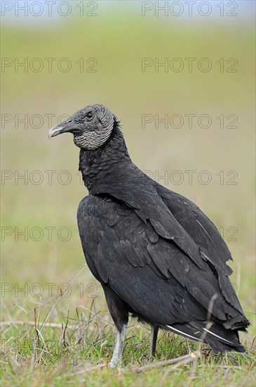 Black Vulture (Coragyps atratus)