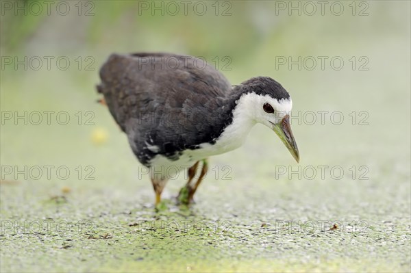 White-breasted Waterhen (Amaurornis phoenicurus