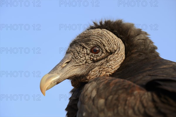 Black Vulture (Coragyps atratus)